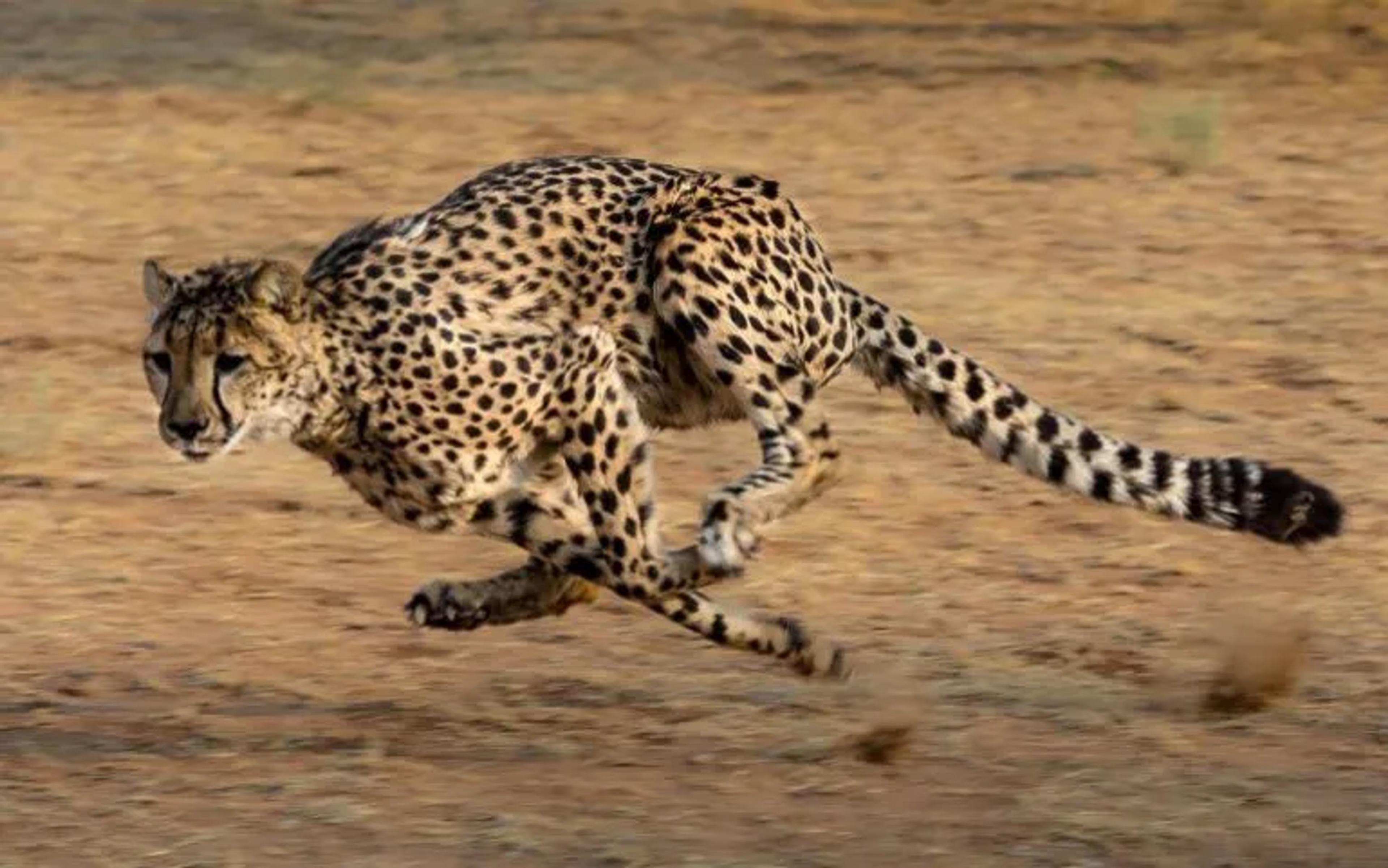 image of a cheetah running