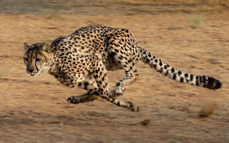 image of a cheetah running