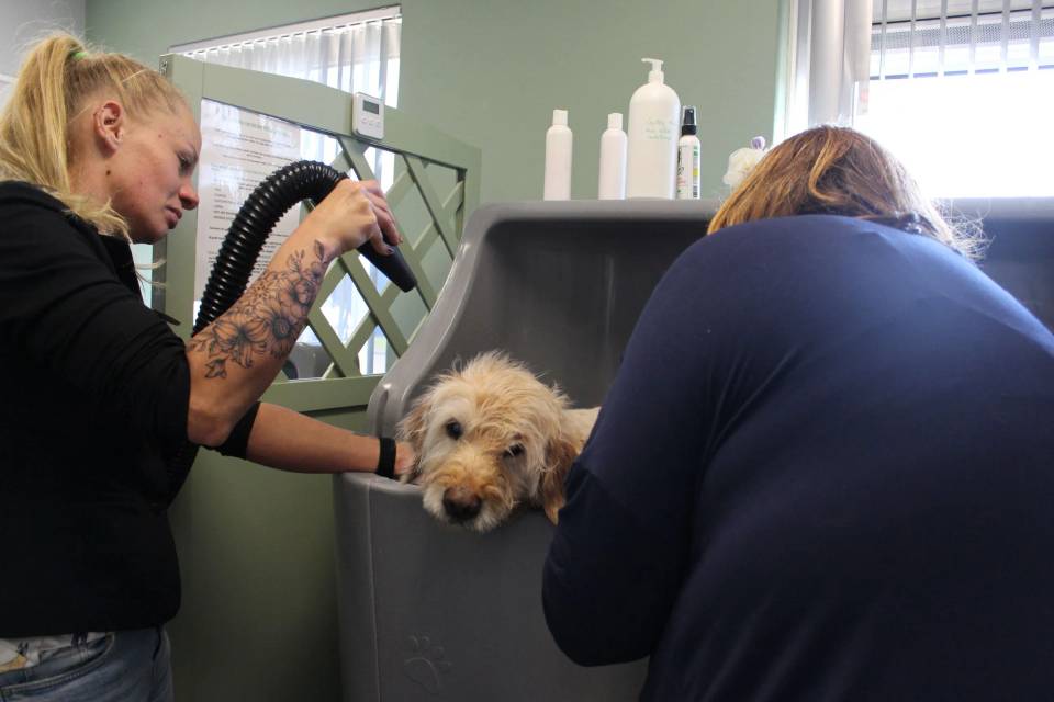 Trimsalon Aalten - Marieke aan het werk in haar trimsalon