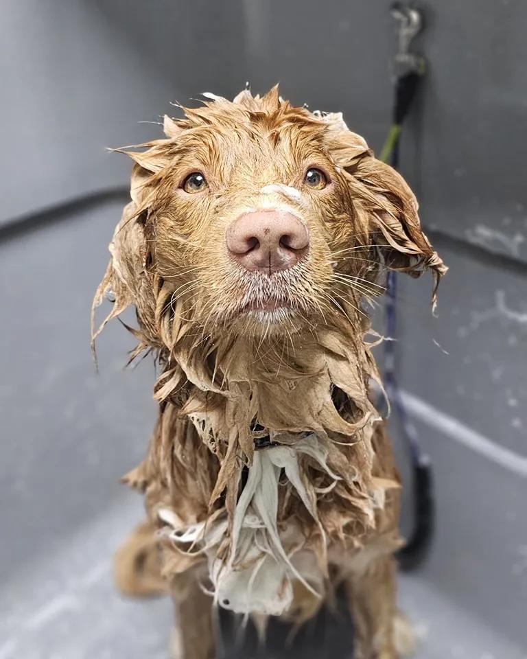 DIY Dogwash​​​​‌﻿‍﻿​‍​‍‌‍﻿﻿‌﻿​‍‌‍‍‌‌‍‌﻿‌‍‍‌‌‍﻿‍​‍​‍​﻿‍‍​‍​‍‌﻿​﻿‌‍​‌‌‍﻿‍‌‍‍‌‌﻿‌​‌﻿‍‌​‍﻿‍‌‍‍‌‌‍﻿﻿​‍​‍​‍﻿​​‍​‍‌‍‍​‌﻿​‍‌‍‌‌‌‍‌‍​‍​‍​﻿‍‍​‍​‍‌‍‍​‌﻿‌​‌﻿‌​‌﻿​​‌﻿​﻿​﻿‍‍​‍﻿﻿​‍﻿﻿‌‍‌​‌‍﻿﻿‌‍‌﻿‌﻿‌﻿‌‍​‌‌﻿​﻿‌‍‍​​‍﻿‌‌﻿​﻿‌‍​‌‌‍﻿​‌‍﻿﻿‌‍﻿‍​‍﻿‍‌﻿​﻿‌‍​‌‌‍﻿‍‌‍‍‌‌﻿‌​‌﻿‍‌​‍﻿‍‌﻿​﻿‌﻿‌​‌﻿‌‌‌‍‌​‌‍‍‌‌‍﻿﻿​‍﻿﻿‌‍‍‌‌‍﻿‍‌﻿‌​‌‍‌‌‌‍﻿‍‌﻿‌​​‍﻿﻿‌‍‌‌‌‍‌​‌‍‍‌‌﻿‌​​‍﻿﻿‌‍﻿‌‌‍﻿﻿‌‍‌​‌‍‌‌​﻿﻿‌‌﻿​​‌﻿​‍‌‍‌‌‌﻿​﻿‌‍‌‌‌‍﻿‍‌﻿‌​‌‍​‌‌﻿‌​‌‍‍‌‌‍﻿﻿‌‍﻿‍​﻿‍﻿‌‍‍‌‌‍‌​​﻿﻿‌‌‍‍​‌‍﻿﻿‌‍﻿‌‌‍‌‌‌‌​​‌‍​‌‌‍‌﻿‌‍‌‌​﻿‍﻿‌﻿‌​‌﻿‍‌‌﻿​​‌‍‌‌​﻿﻿‌‌‍‍​‌‍﻿﻿‌‍﻿‌‌‍‌‌‌‌​​‌‍​‌‌‍‌﻿‌‍‌‌​﻿‍﻿‌﻿​​‌‍​‌‌﻿‌​‌‍‍​​﻿﻿‌‌﻿‌‌‌﻿​﻿‌﻿​​‌﻿​﻿​‍﻿‍‌‍‍‌‌﻿‌​‌‍‌‌‌‍﻿‌‌﻿​﻿​‍‌‌​﻿‌‌‌​​‍‌‌﻿﻿‌‍‍﻿‌‍‌‌‌﻿‍‌​‍‌‌​﻿​﻿‌​‌​​‍‌‌​﻿​﻿‌​‌​​‍‌‌​﻿​‍​﻿​‍‌﻿‌‌‌﻿​﻿‌﻿​​​﻿​‍​‍‌‌​﻿​‍​﻿​‍​‍‌‌​﻿‌‌‌​‌​​‍﻿‍‌﻿‌​‌‍‍‌‌﻿‌​‌‍﻿​‌‍‌‌​﻿﻿﻿‌‍​‍‌‍​‌‌﻿​﻿‌‍‌‌‌‌‌‌‌﻿​‍‌‍﻿​​﻿﻿‌‌‍‍​‌﻿‌​‌﻿‌​‌﻿​​‌﻿​﻿​‍‌‌​﻿​﻿‌​​‌​‍‌‌​﻿​‍‌​‌‍​‍‌‌​﻿​‍‌​‌‍‌‍‌​‌‍﻿﻿‌‍‌﻿‌﻿‌﻿‌‍​‌‌﻿​﻿‌‍‍​​‍﻿‌‌﻿​﻿‌‍​‌‌‍﻿​‌‍﻿﻿‌‍﻿‍​‍﻿‍‌﻿​﻿‌‍​‌‌‍﻿‍‌‍‍‌‌﻿‌​‌﻿‍‌​‍﻿‍‌﻿​﻿‌﻿‌​‌﻿‌‌‌‍‌​‌‍‍‌‌‍﻿﻿​‍‌‍‌‍‍‌‌‍‌​​﻿﻿‌‌‍‍​‌‍﻿﻿‌‍﻿‌‌‍‌‌‌‌​​‌‍​‌‌‍‌﻿‌‍‌‌​‍‌‍‌﻿‌​‌﻿‍‌‌﻿​​‌‍‌‌​﻿﻿‌‌‍‍​‌‍﻿﻿‌‍﻿‌‌‍‌‌‌‌​​‌‍​‌‌‍‌﻿‌‍‌‌​‍‌‍‌﻿​​‌‍​‌‌﻿‌​‌‍‍​​﻿﻿‌‌﻿‌‌‌﻿​﻿‌﻿​​‌﻿​﻿​‍﻿‍‌‍‍‌‌﻿‌​‌‍‌‌‌‍﻿‌‌﻿​﻿​‍‌‌​﻿‌‌‌​​‍‌‌﻿﻿‌‍‍﻿‌‍‌‌‌﻿‍‌​‍‌‌​﻿​﻿‌​‌​​‍‌‌​﻿​﻿‌​‌​​‍‌‌​﻿​‍​﻿​‍‌﻿‌‌‌﻿​﻿‌﻿​​​﻿​‍​‍‌‌​﻿​‍​﻿​‍​‍‌‌​﻿‌‌‌​‌​​‍﻿‍‌﻿‌​‌‍‍‌‌﻿‌​‌‍﻿​‌‍‌‌​‍‌‍‌﻿​​‌‍‌‌‌﻿​‍‌﻿​﻿‌﻿​​‌‍‌‌‌‍​﻿‌﻿‌​‌‍‍‌‌﻿‌‍‌‍‌‌​﻿﻿‌‌﻿​​‌﻿‌‌‌‍​‍‌‍﻿​‌‍‍‌‌﻿​﻿‌‍‍​‌‍‌‌‌‍‌​​‍​‍‌﻿﻿‌
