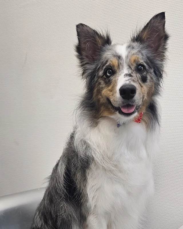 Trimsalon Aalten - Professionele Trimsalon