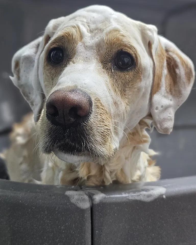 De moderne DIY Dogwash hondenwasstraat in Aalten