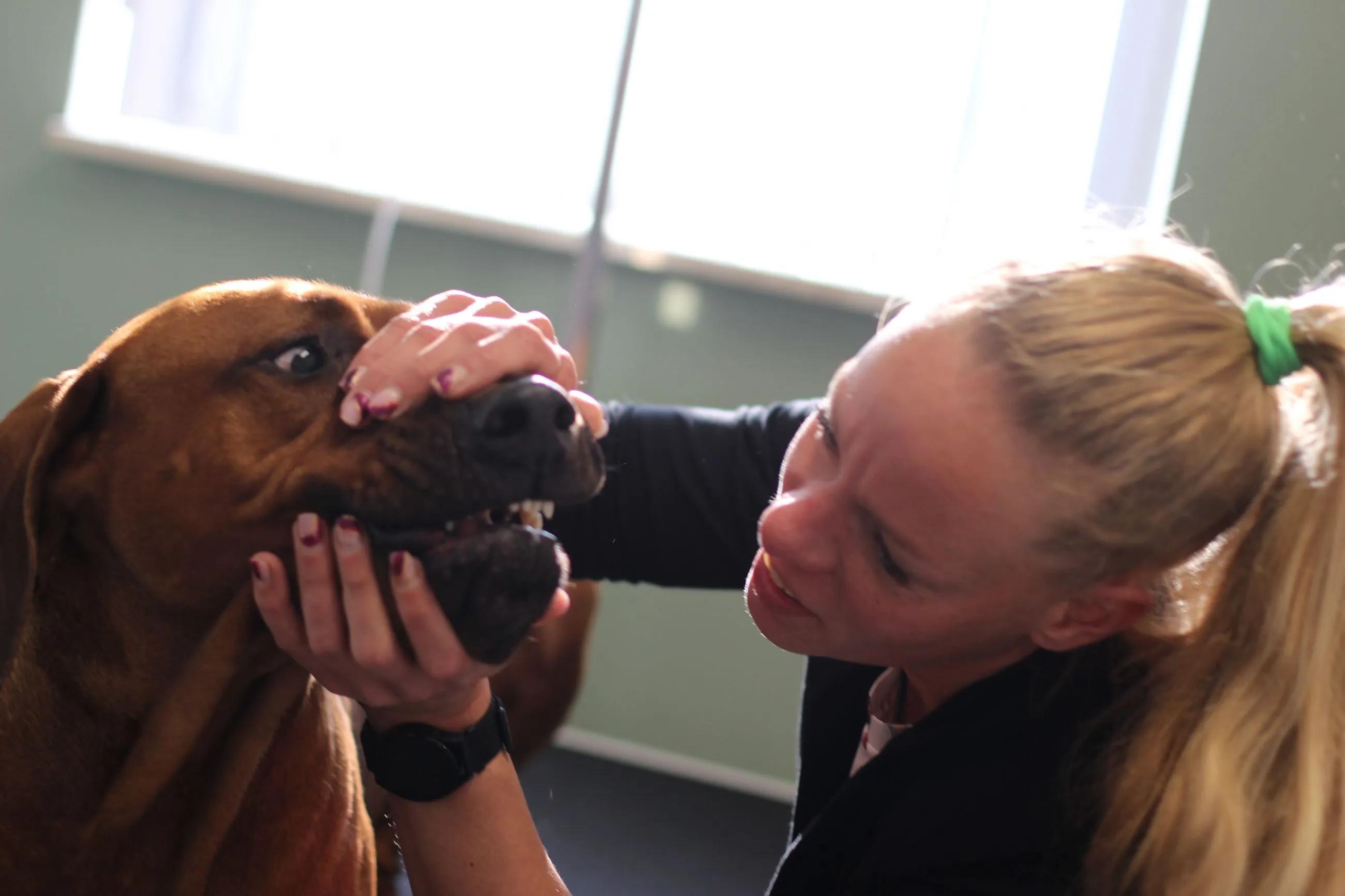 Ontspannende groomingsbeurt voor je hond bij Dogwash Salon