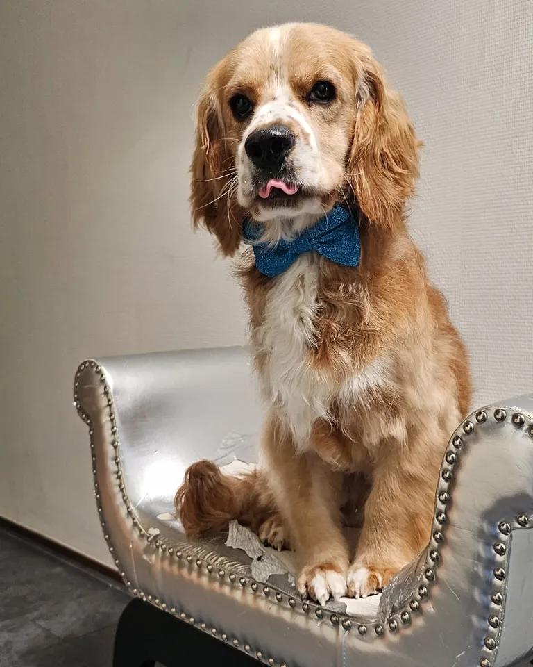 Intensieve vachtverzorging for honden in Aalten