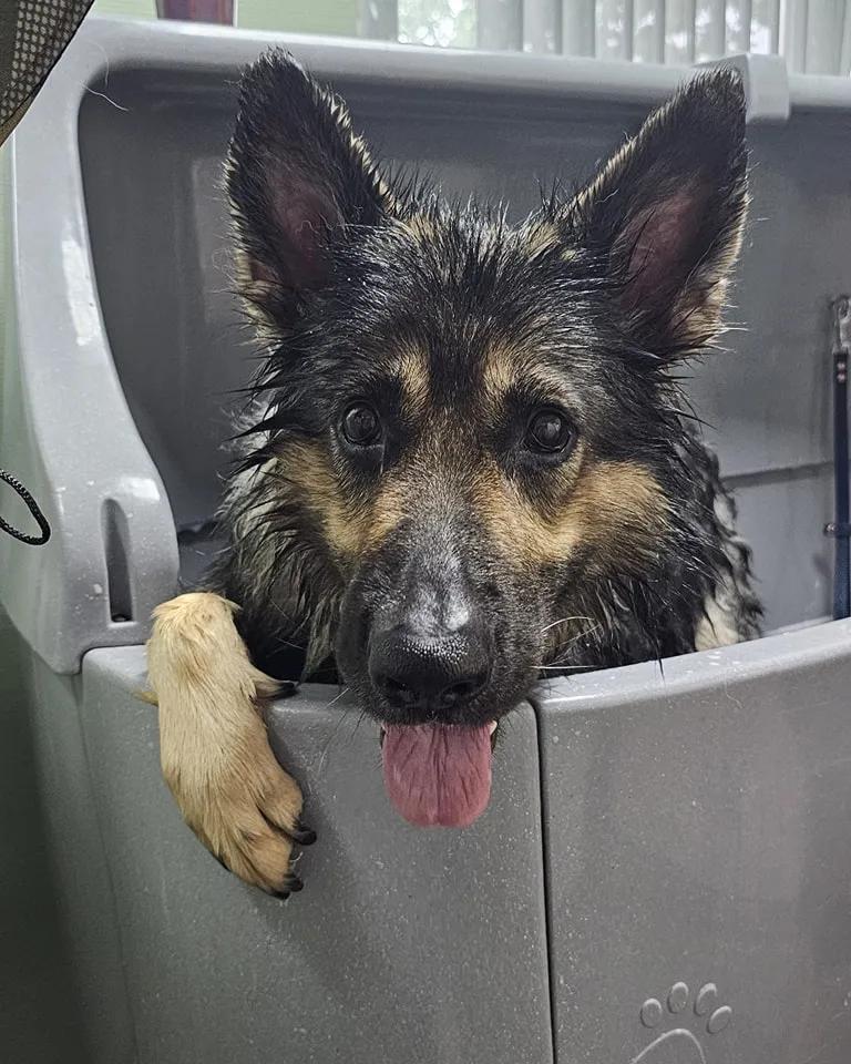 Een heerlijk schone hond na een wasbeurt in de dogwash