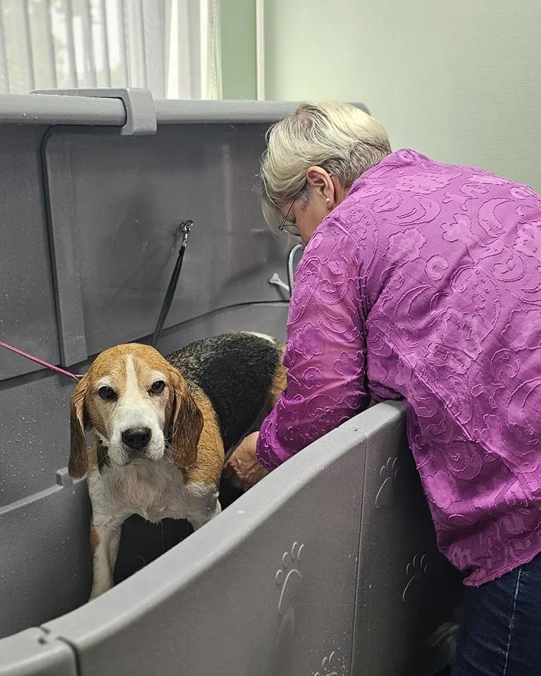 Vakkundige trimsalon in Aalten voor honden