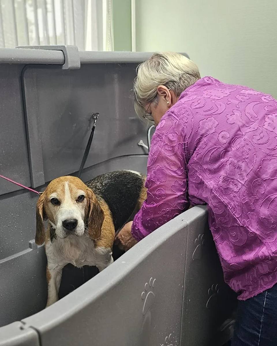 Trimsalon Aalten - Professionele hondenverzorging in de trimsalon