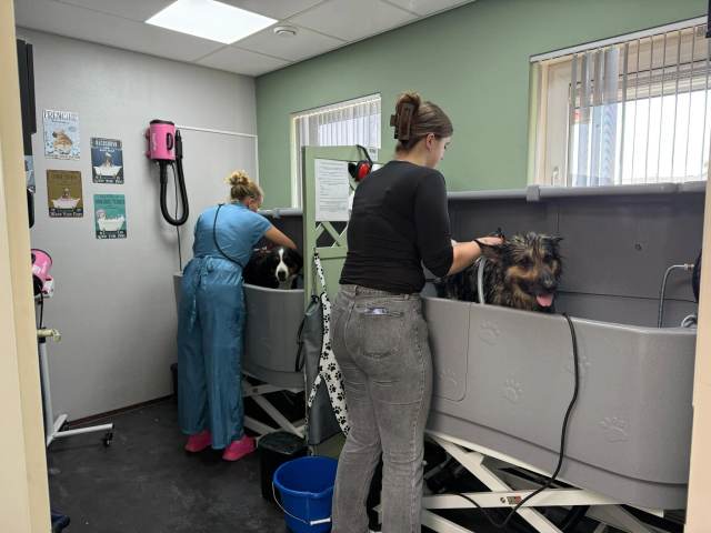 Trimsalon Aalten - Groomingsbeurt