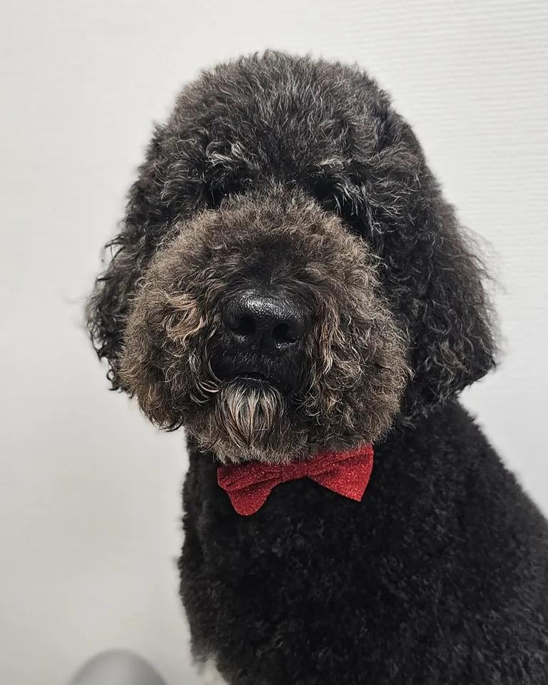 Prachtig resultaat na een bezoek aan onze trimsalon