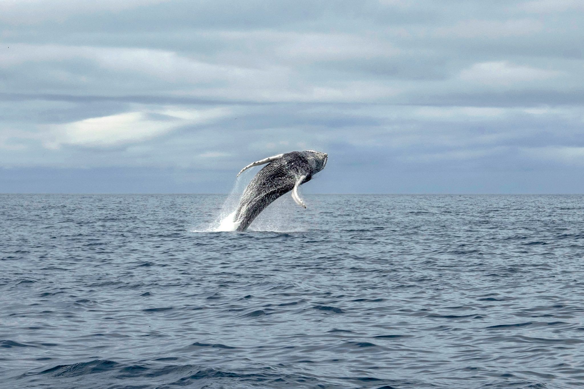 whale jumping in iceland 