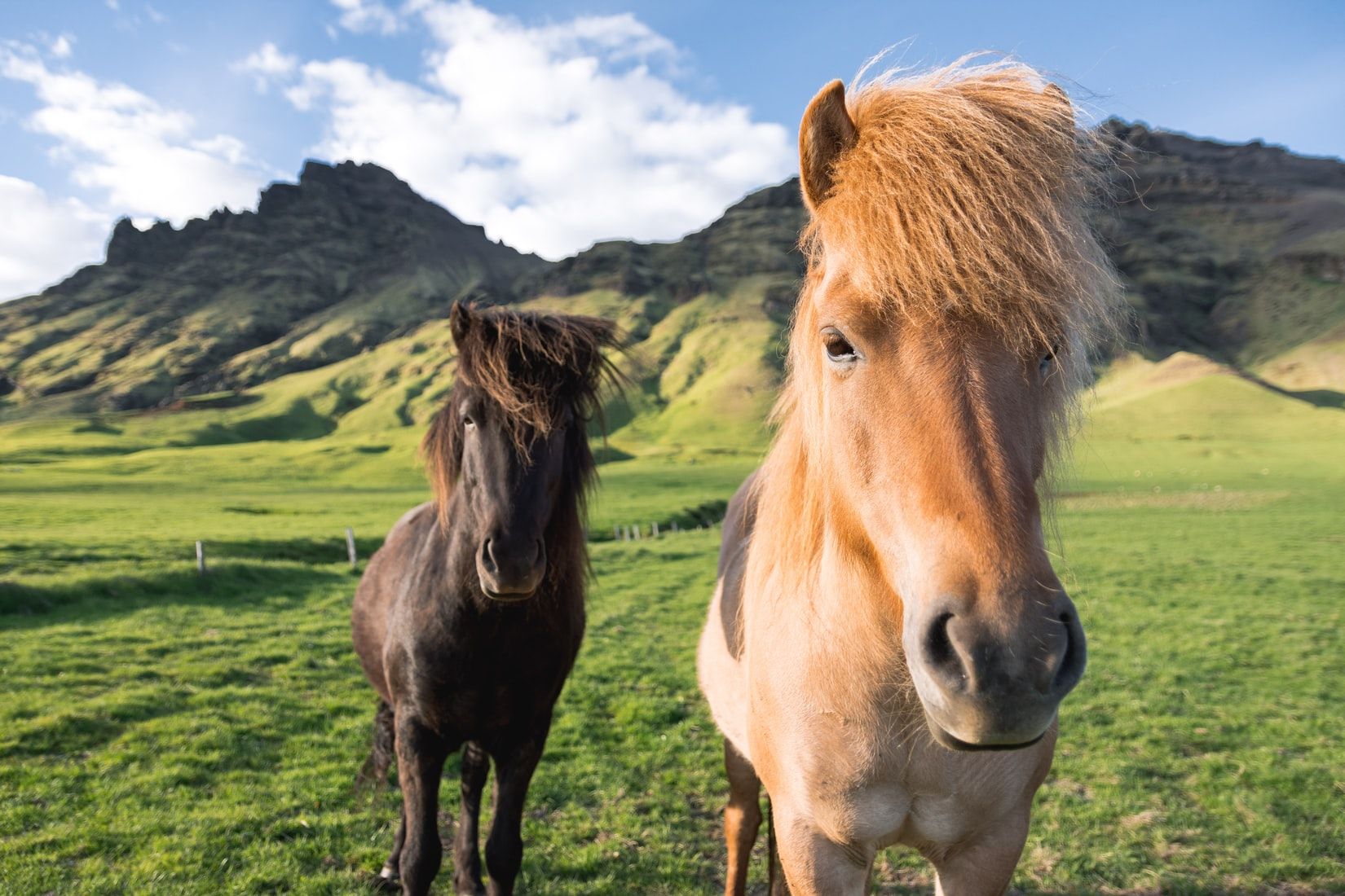 horses in iceland