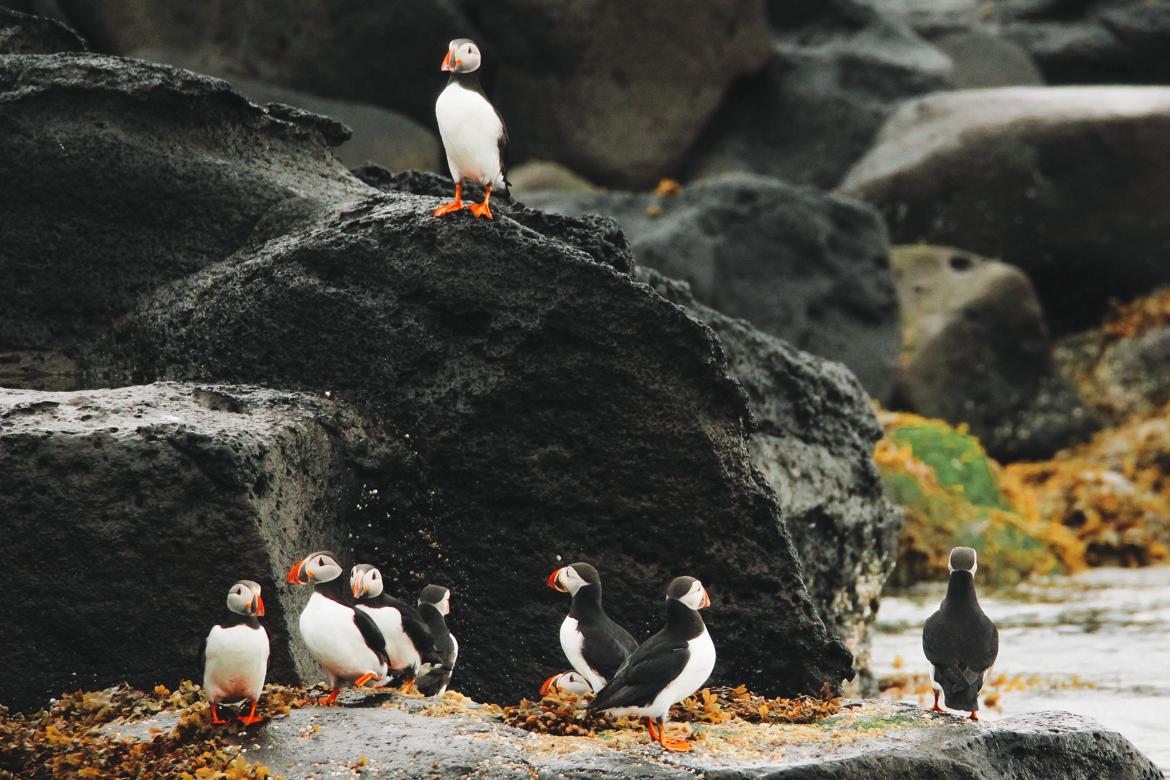 puffins in iceland