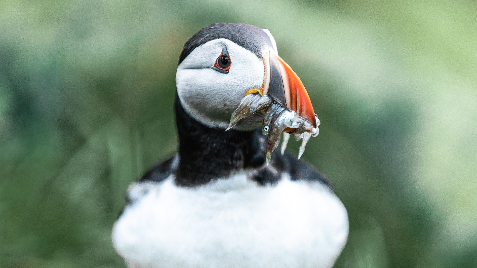 puffins in iceland