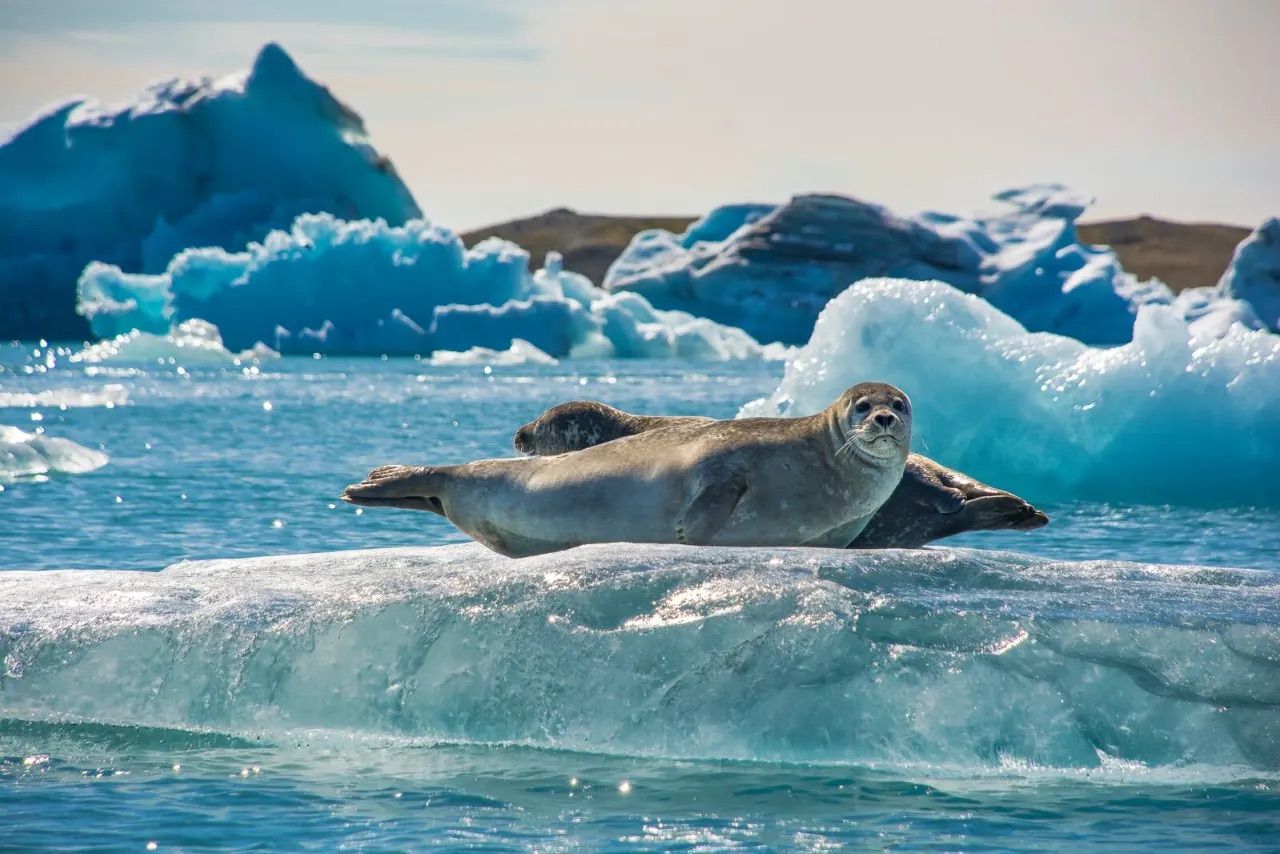 Seals in Jokulsarlon Glacier Lagoon - seen in the 7 day complete ring road tour