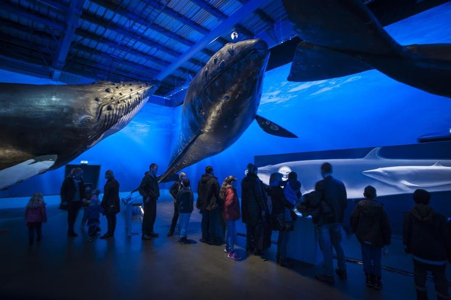 Whales of Iceland museum