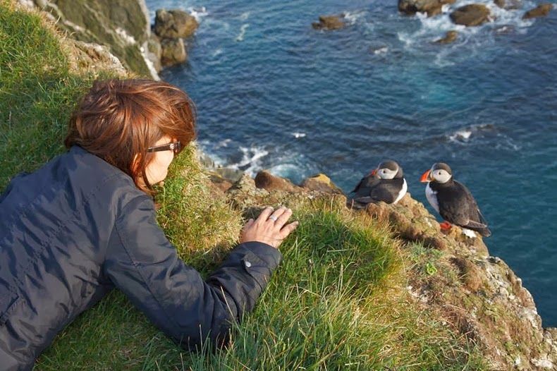 Meeting wild puffings on Látrabjarg in Westfjords Iceland