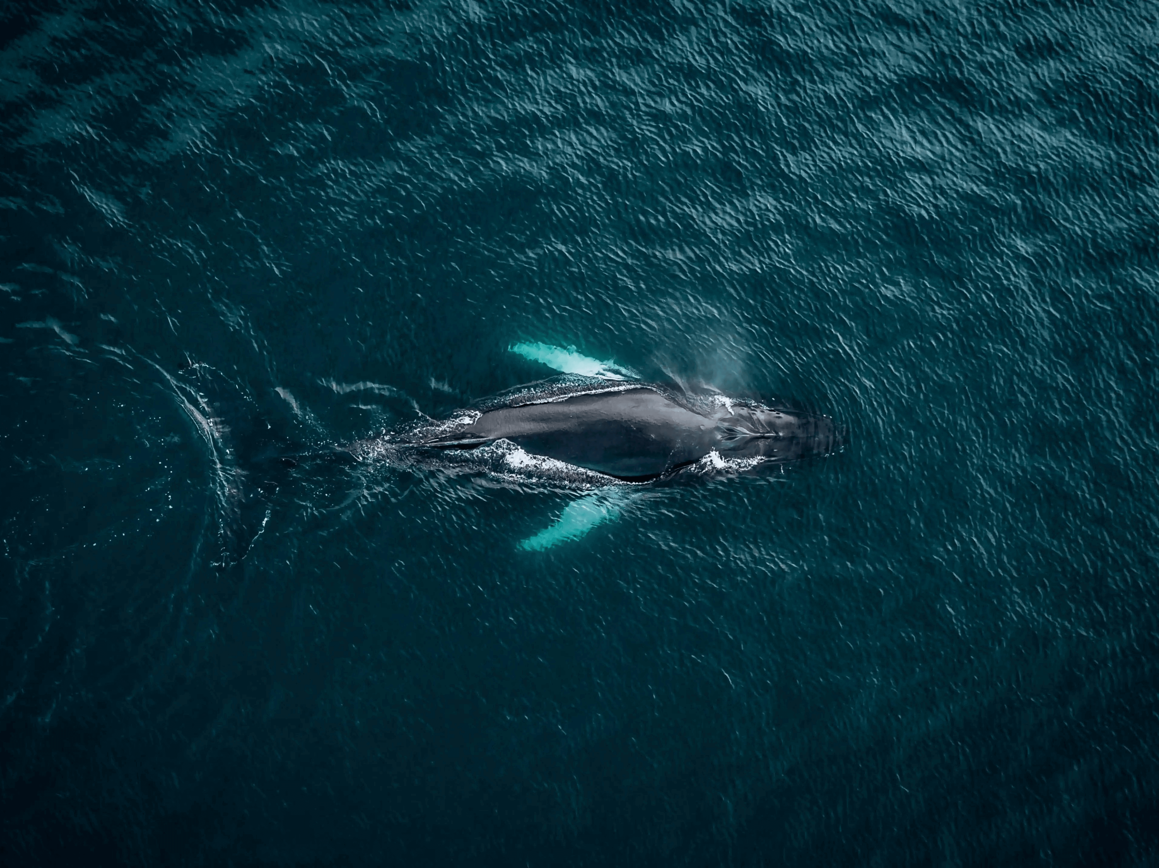 Whale in Iceland