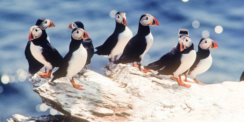 puffins arriving in iceland