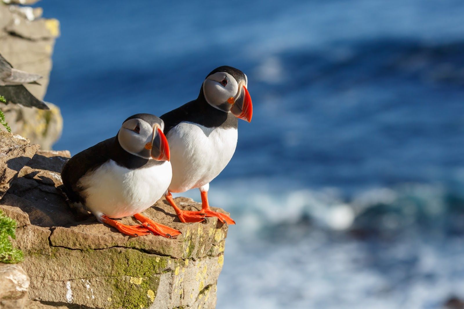 Puffins in Westfjords, Iceland. Everything you need to know before visiting Iceland in Summer