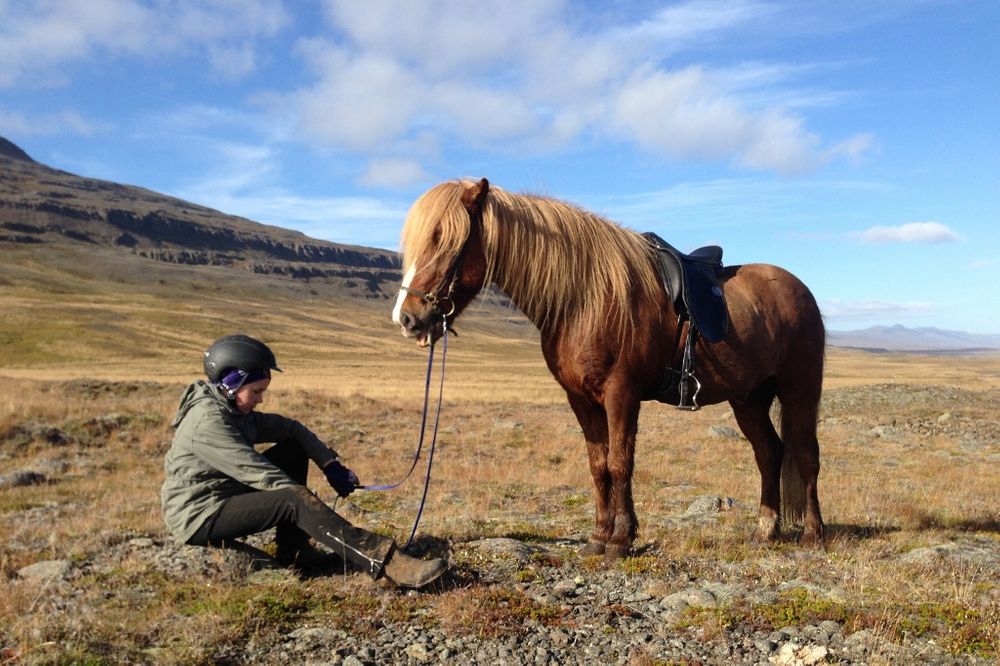 Best Horseback Riding Tour In Iceland Departs From Reykjavik