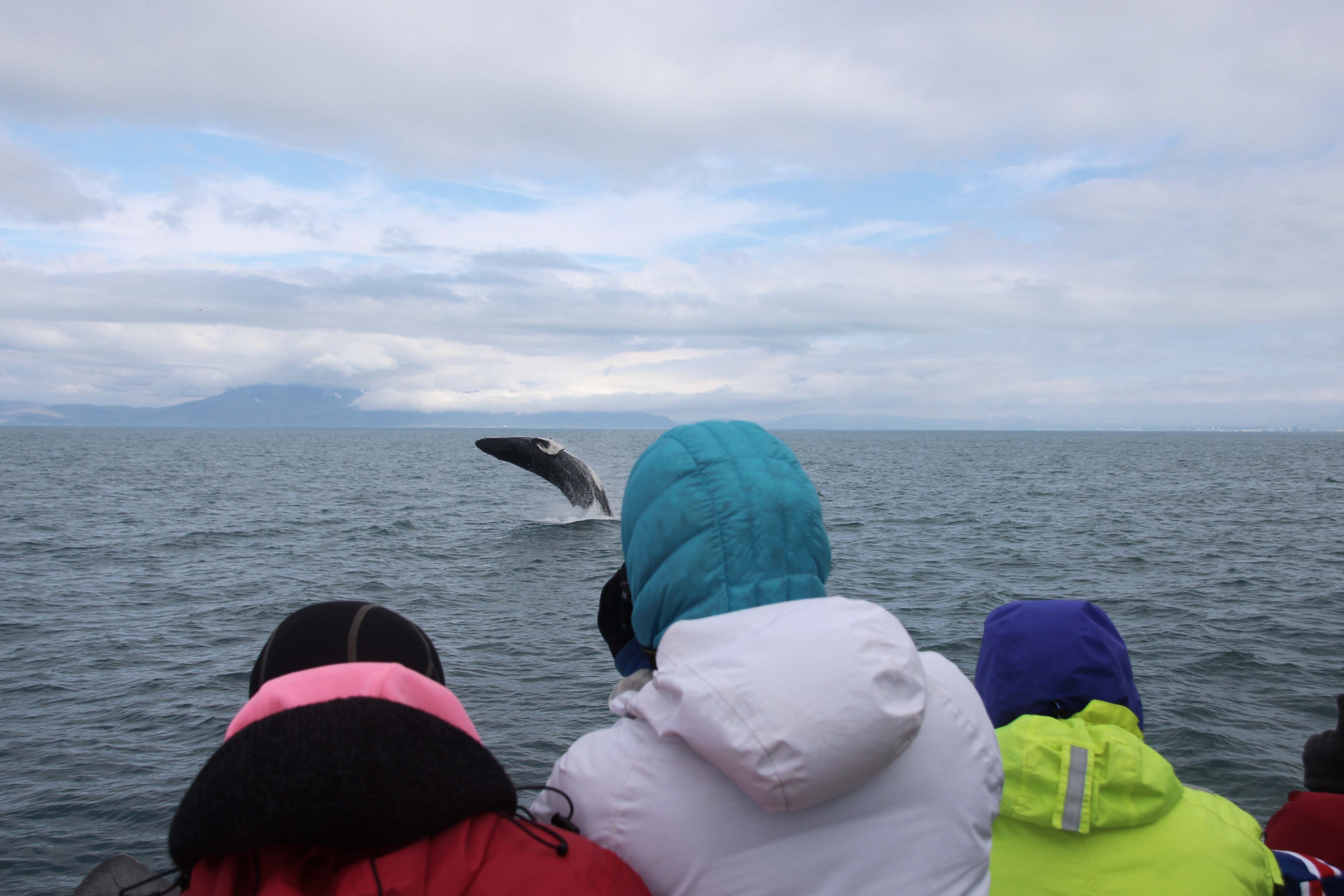 whale watching outside of Reykjavik