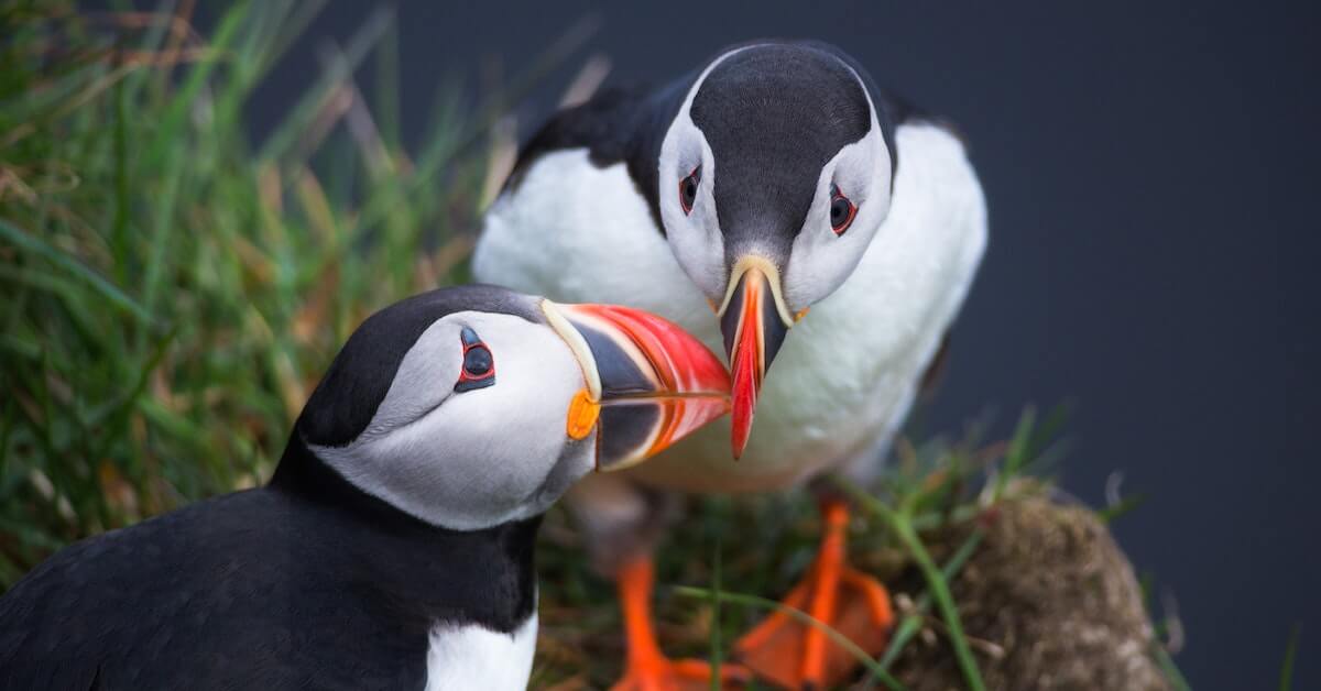 Puffins in Iceland during the summer