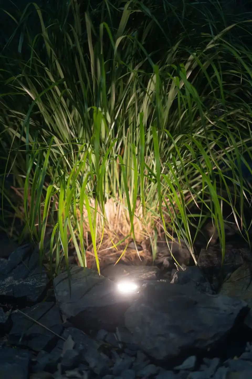 Ornamental grass uplit at night