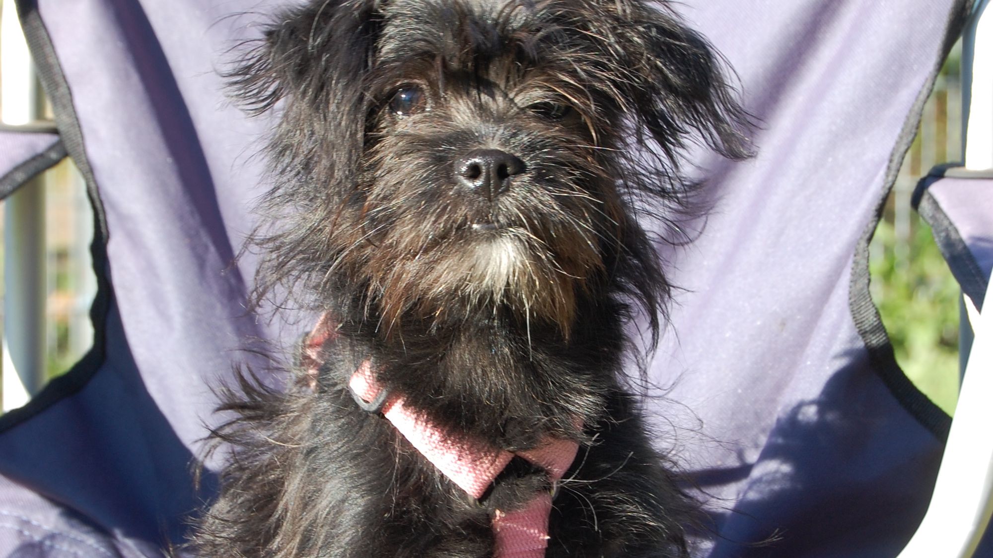 a small black dog wearing a pink harness is sitting in a folding chair