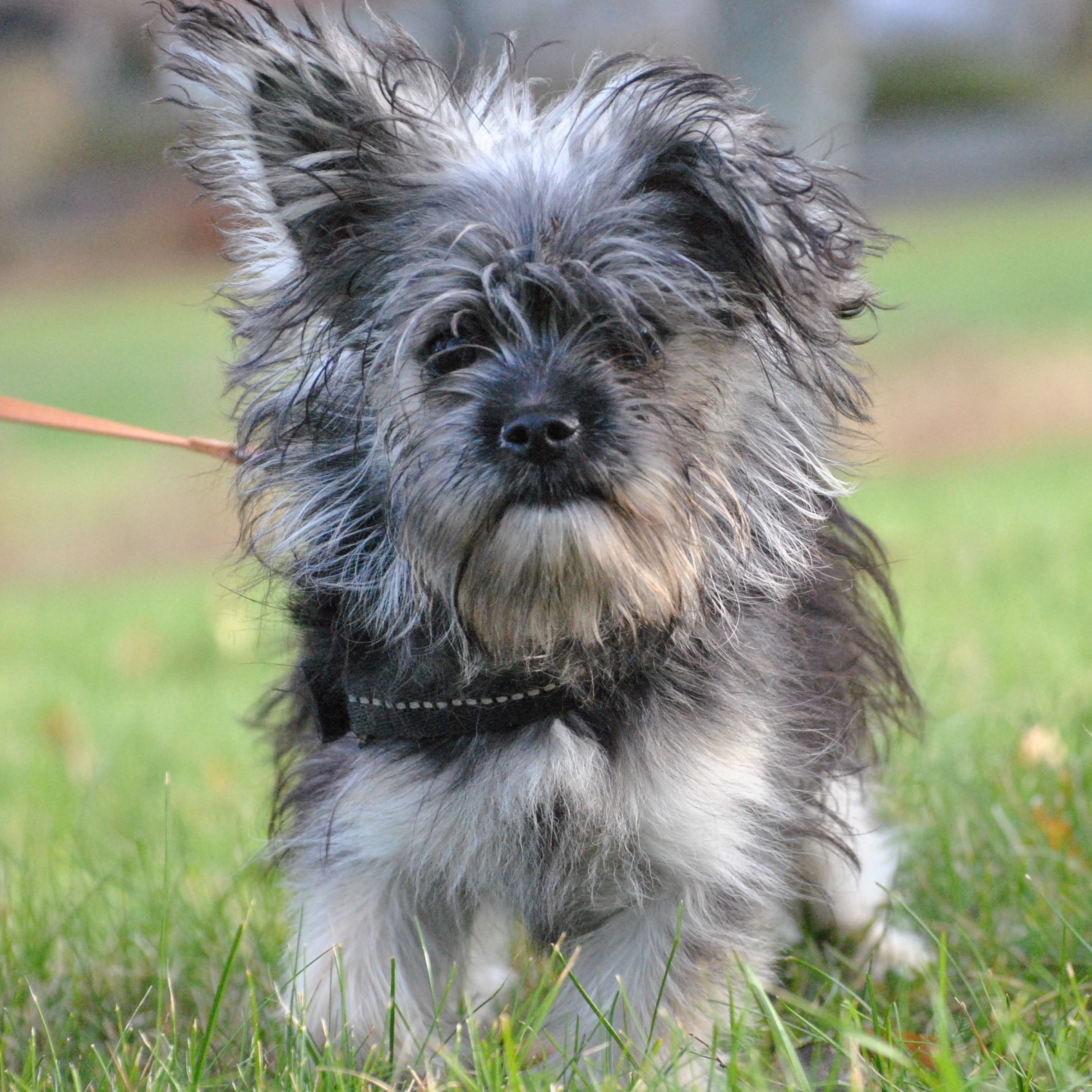 Image of the dog Bambi