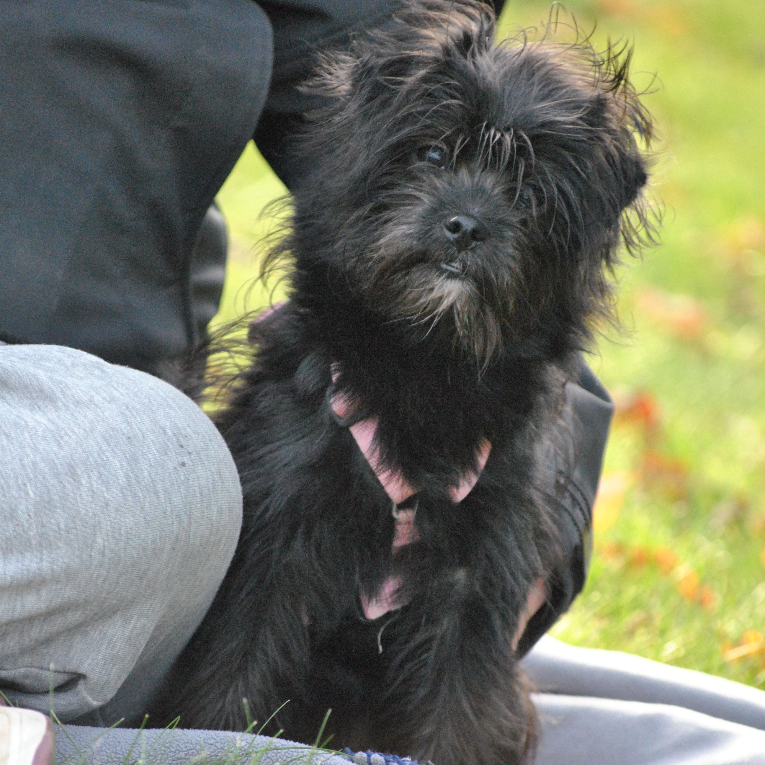 Image of the dog Pony