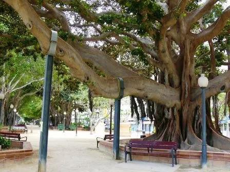El regidor Gabriel Fernàndez proposa un pla de puntals artístics per evitar la tala d’arbres torts o amb problemes