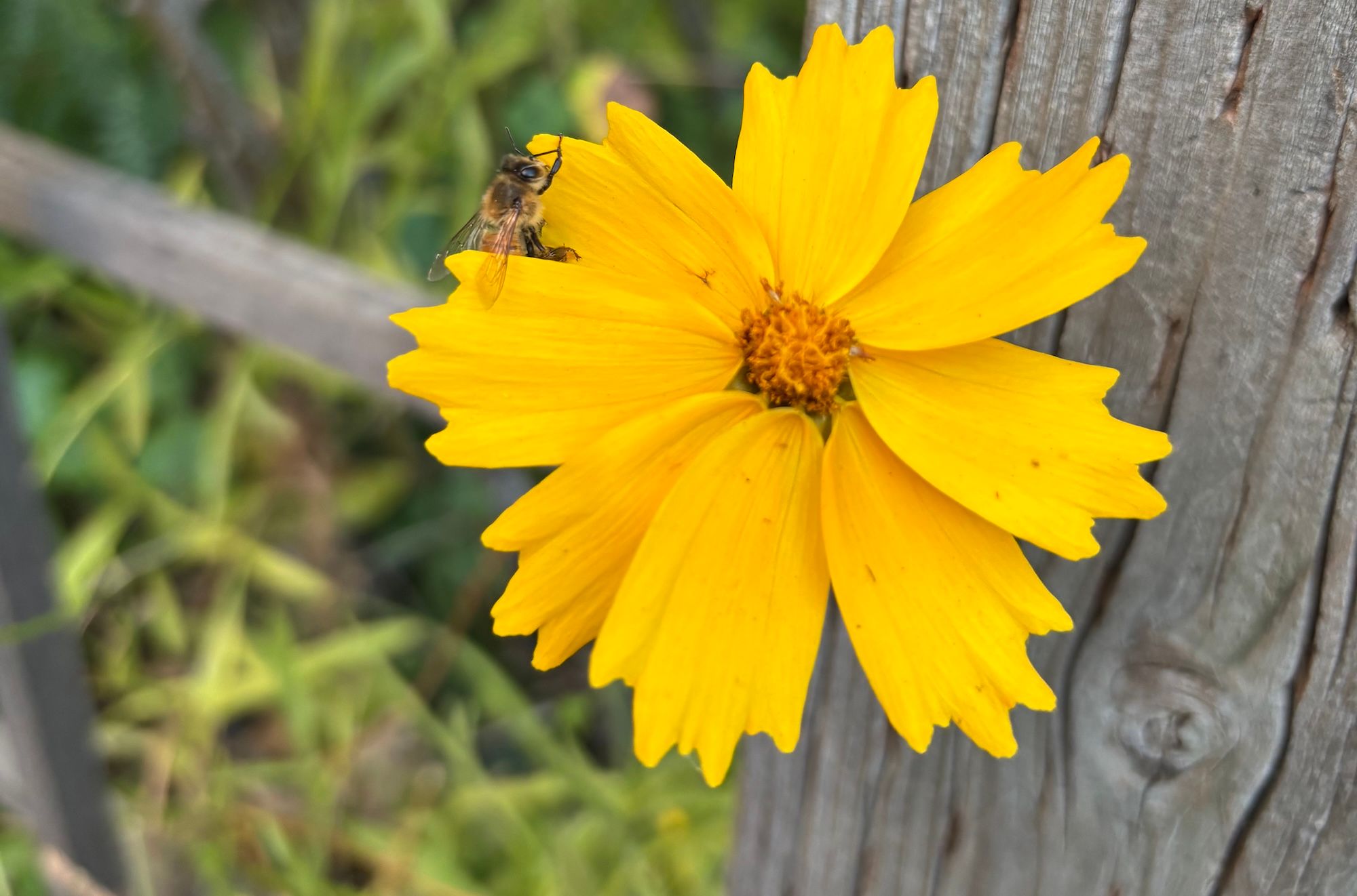 A bumblebee nestles into the petals of a yellow flower