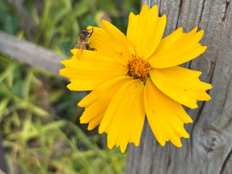 A bumblebee nestles into the petals of a yellow flower