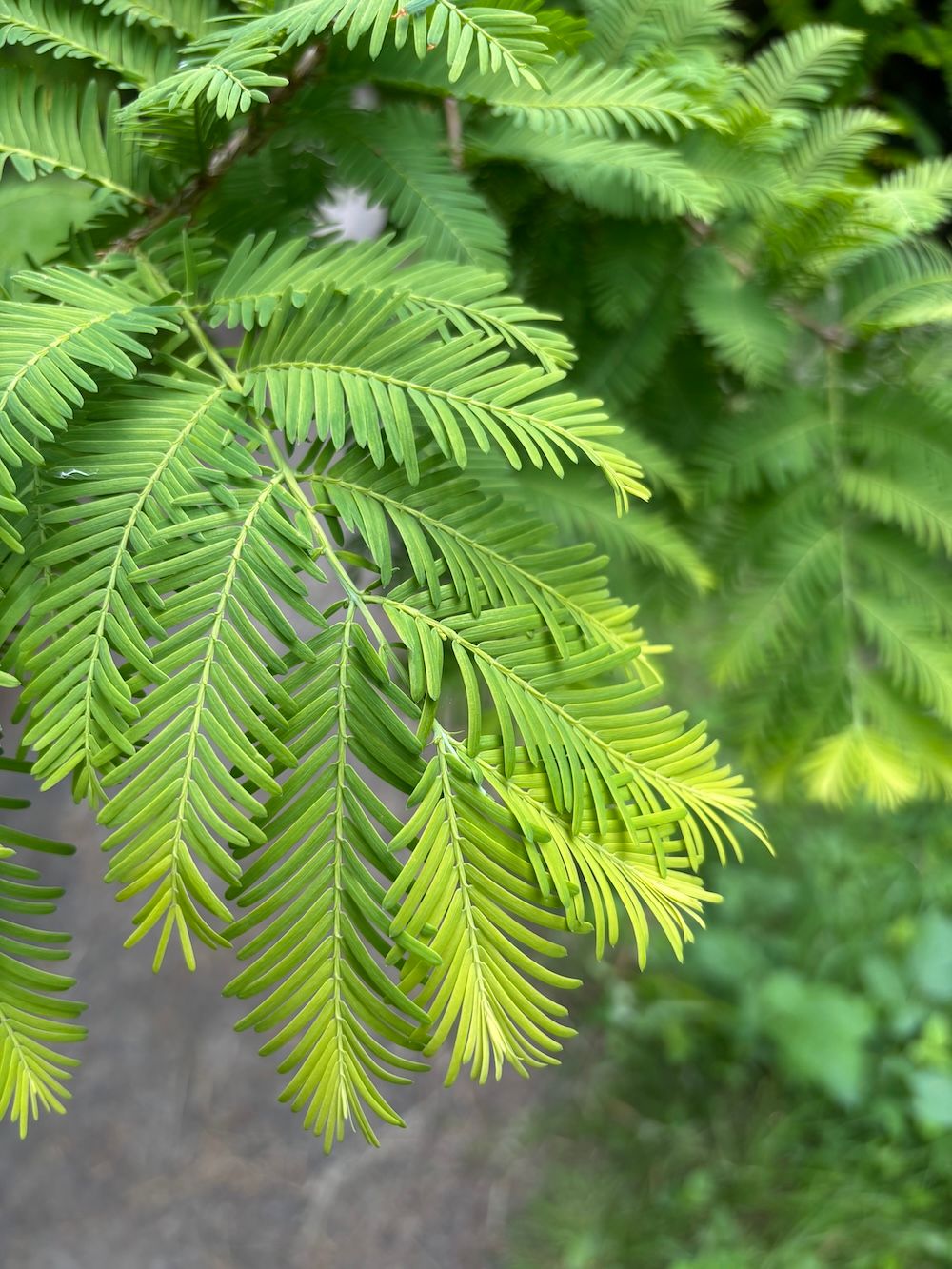 a swath of dawn redwood leaves