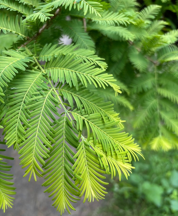 a swath of dawn redwood leaves
