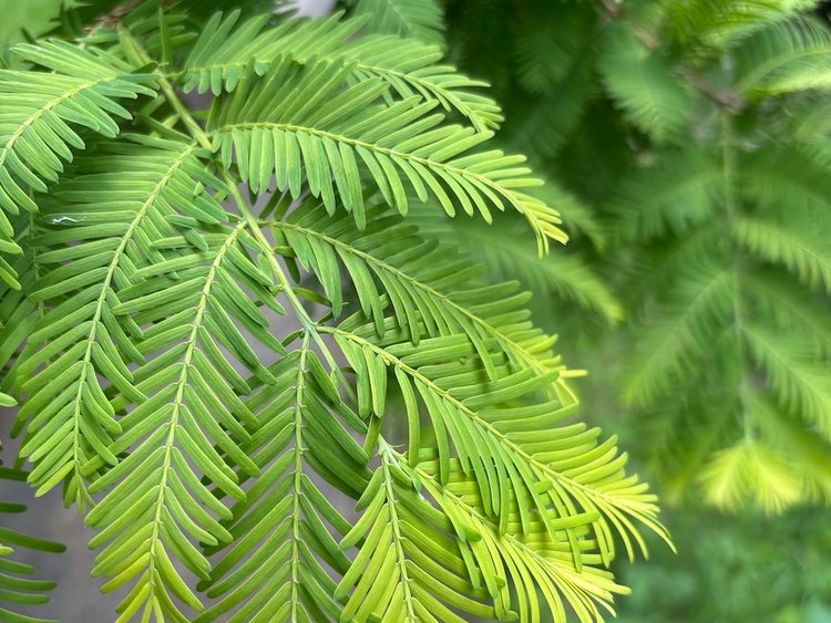 a swath of dawn redwood leaves