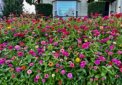 A sea of dahlias