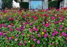 A sea of dahlias