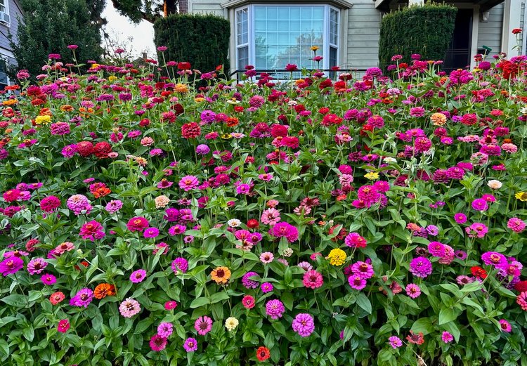 A colorful sea of dahlias blooming in front of a house in Portland