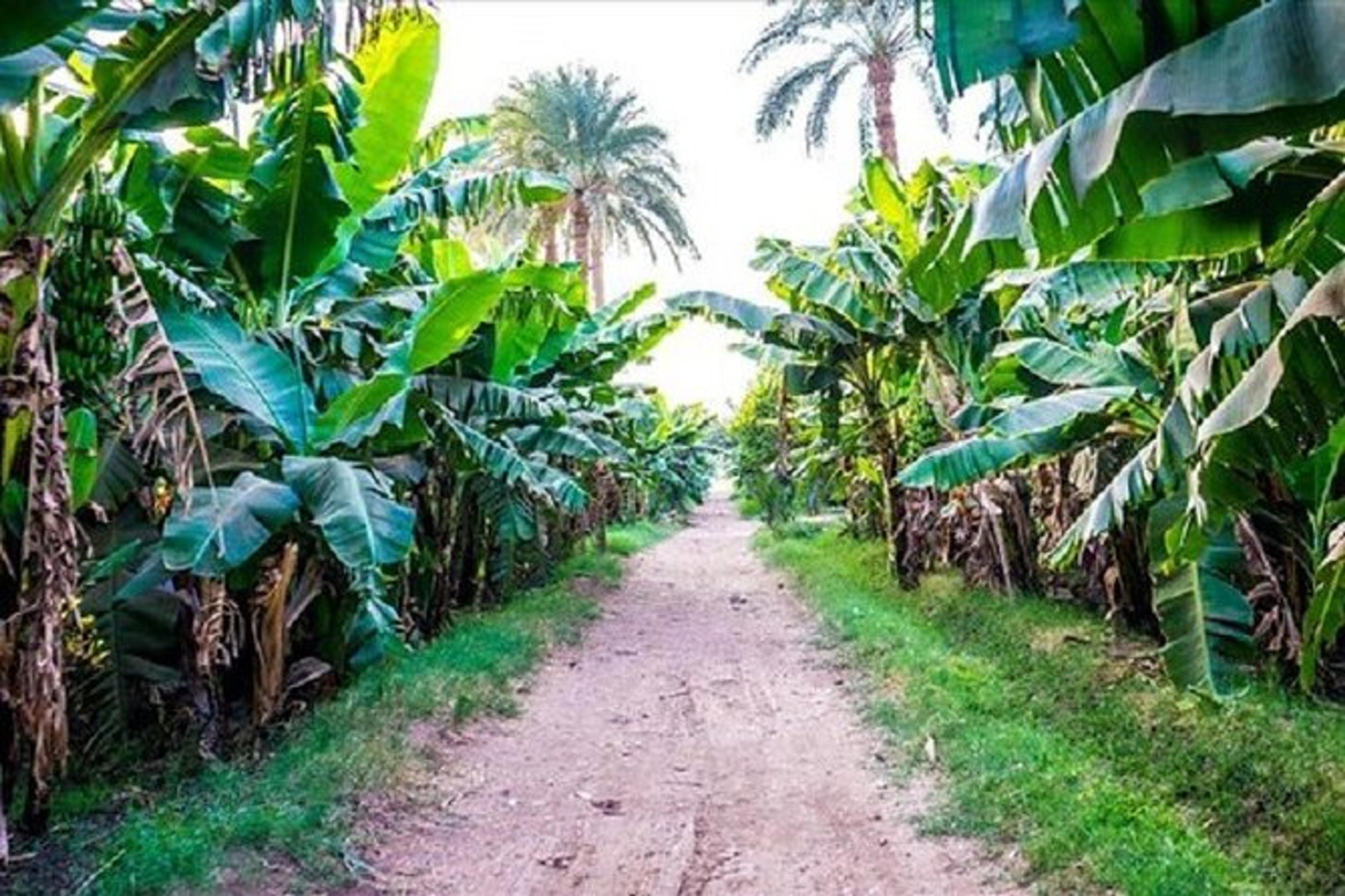 Banana Island Tour with Felucca Experience