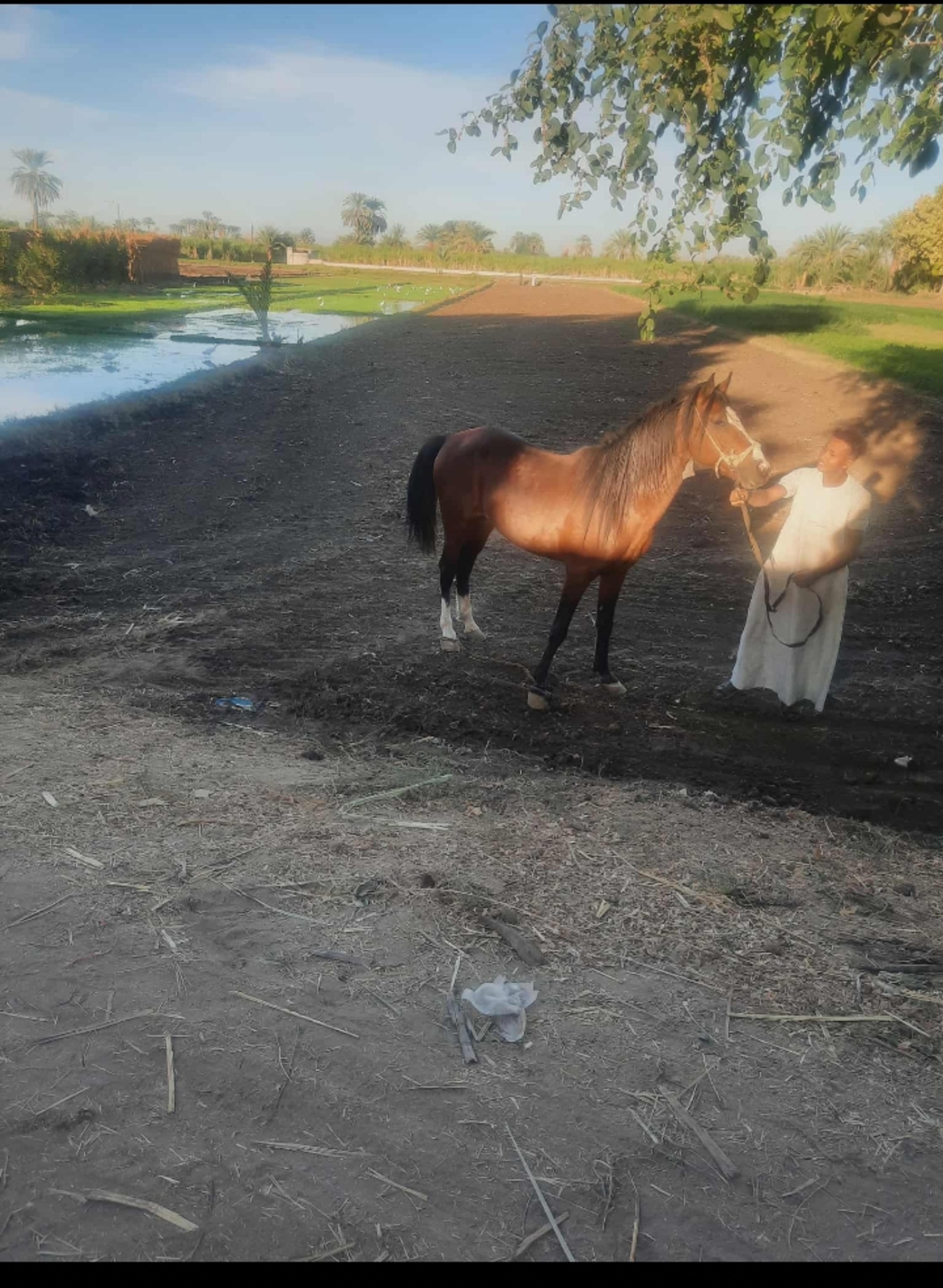 Authentic Village Day in the Luxor Countryside 2