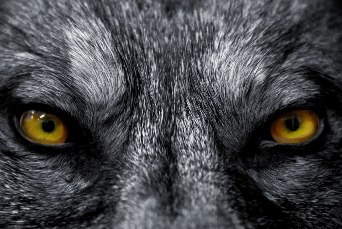 Wolf Eyes