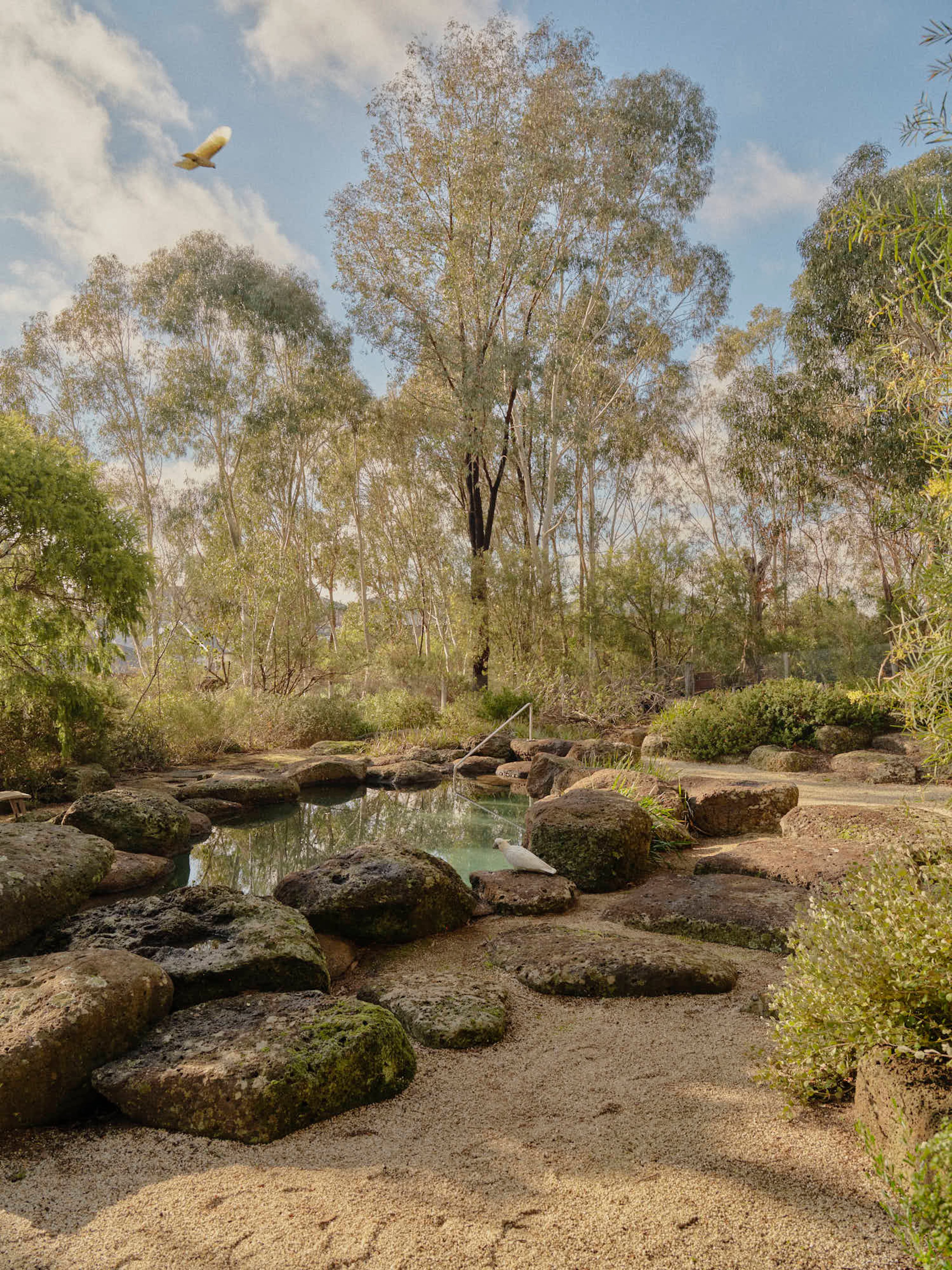 A natural pool, designed by Sam Cox, set in the Australian bush amongst stone boulders.