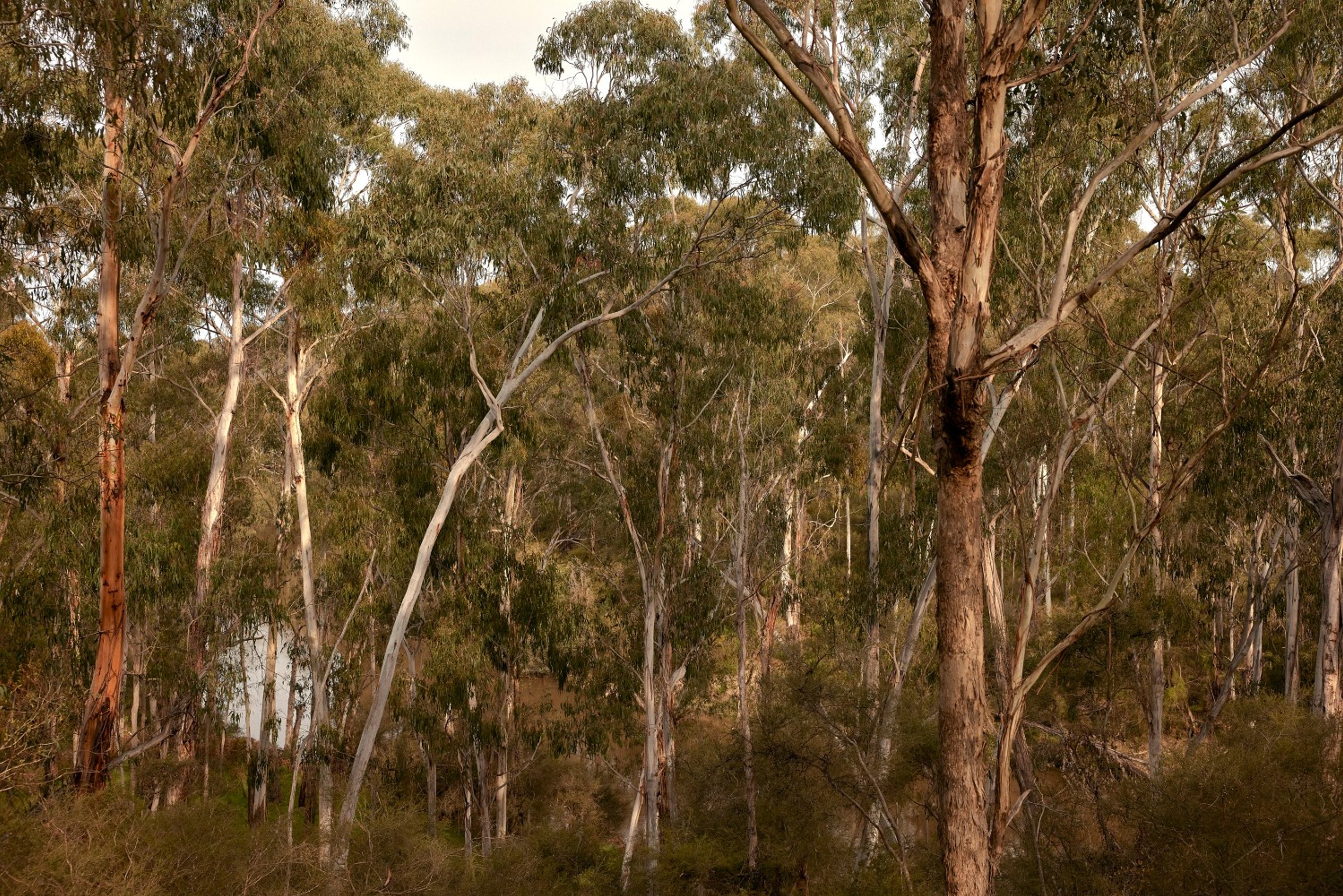 Australian bush setting with gum trees and a river below in the distance