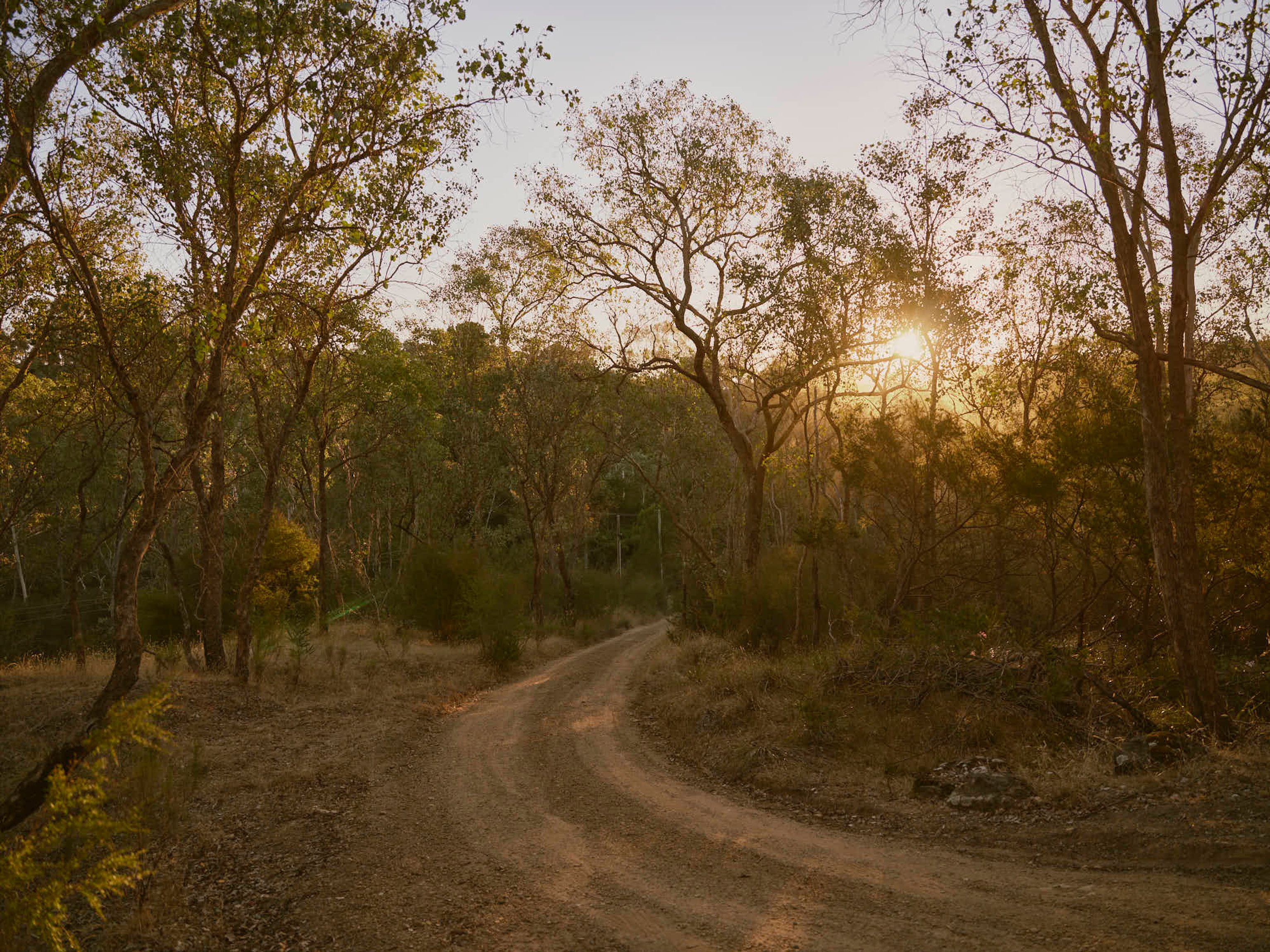 A winding dirt road in the Australian bush at sunset