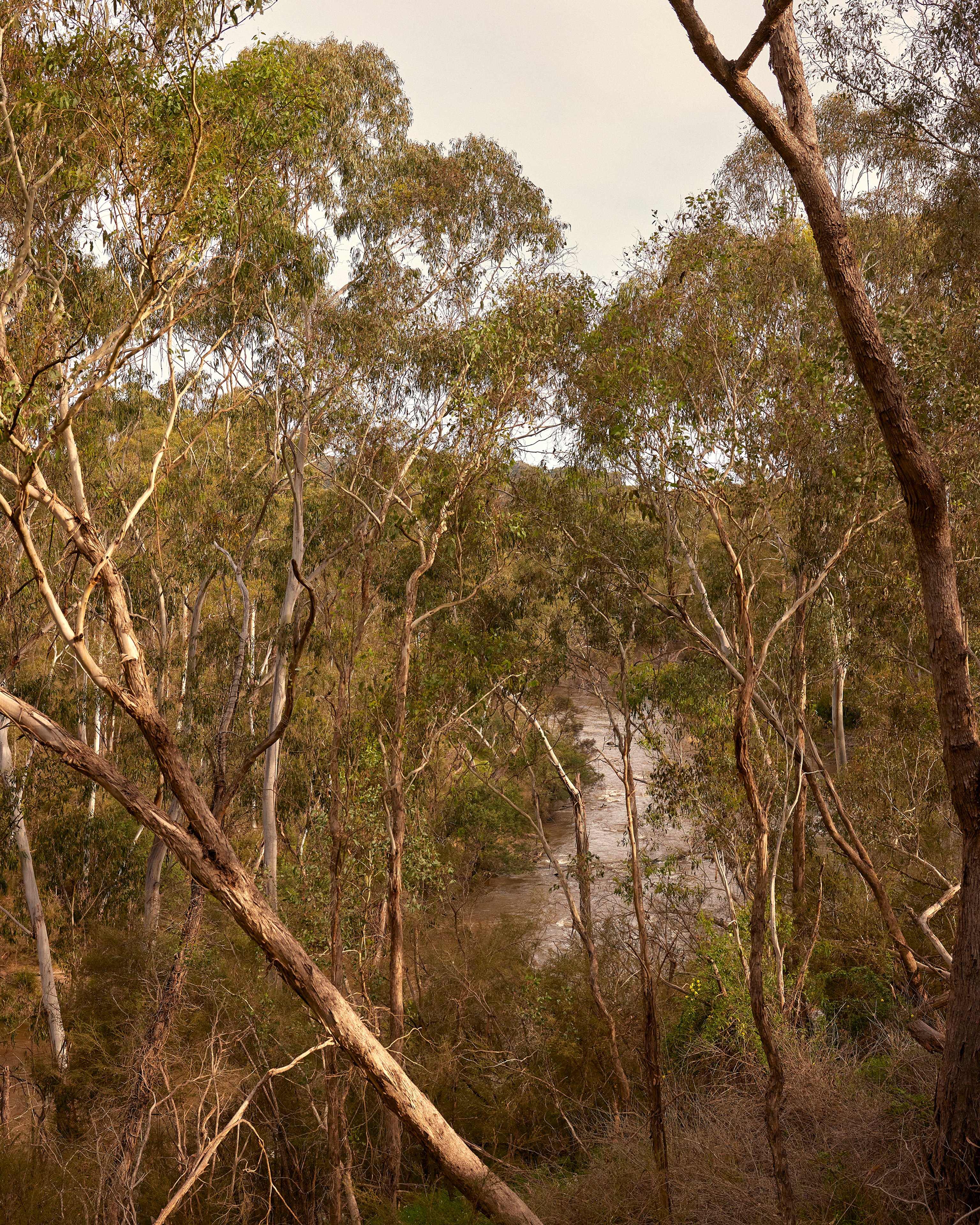 Australian bushland and a river flowing through it