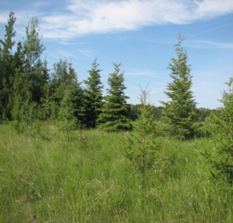 Green grass with a forest in the background.