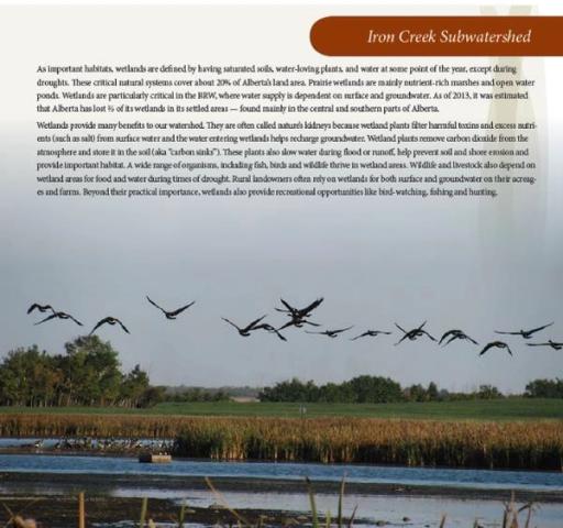 Iron Creek Subwatershed  As important habitats, wetlands are delined by having saturated soils, water-loving plants, and water at some point of the pear, except during droughts. These critical natural systems cover about 20% of Albertas land area. Prairie wetlands are mainly nutrient-rich manhes and open water ponda. Wetlands are particularly critical in the ERW, where water supply is dependent on surface and groundwater. As of 2013, it was estimated that Alberta has lost 75 of its wetlands in its settled areas — found mainb in the central and southern parts of Alberta. Wetlands provide many benchts to our watershed. They are often called natures lidneys because wetland plants filter harmiul toxins and excess nutri- ents (such as salt from surface water and the water entering wetlands helps recharge groundwater. Wetland plants remove carbon dioxide from the strosphere and store it in the soil Caka "arbon sinks"), These plants also slow water during flood or runoil help prevent soil and shore erosion and provide Important habitat, A wide range oforganima, inchaling tish, bc and widlfe theise in wetland areas Widlife and livestock also depend on wetland areas for food and water during times of drought. Rural landowners often rely on wetlands for both surface and groundwater on their acreag es ind furmi: Beyond their practical importance, wetlands also provide recreational opportunities like bird-watching, fishing and hunting.