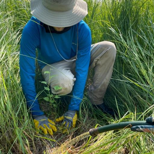 A worker in a blue sweater plants a tree in tall grass