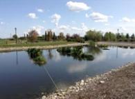 Man-made pond in a park, with streetlights and trees in the background.